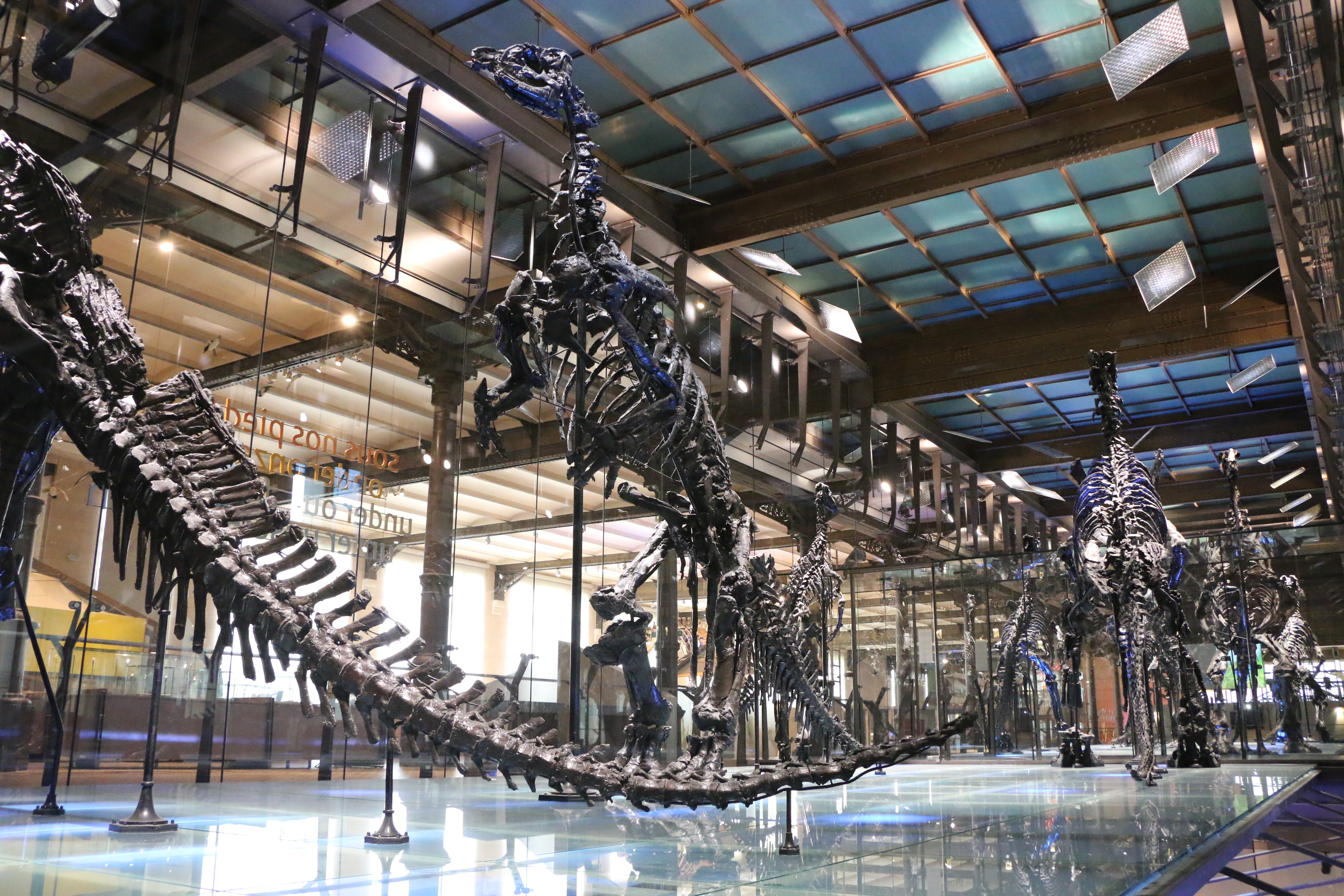 Museum of Natural Sciences Brussels