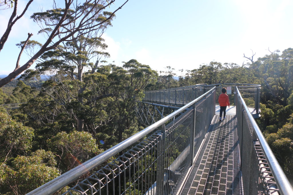 tree top walk walpole