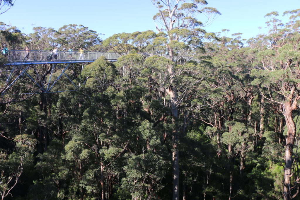 tree top walk walpole